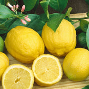 LEMON 'EUREKA'